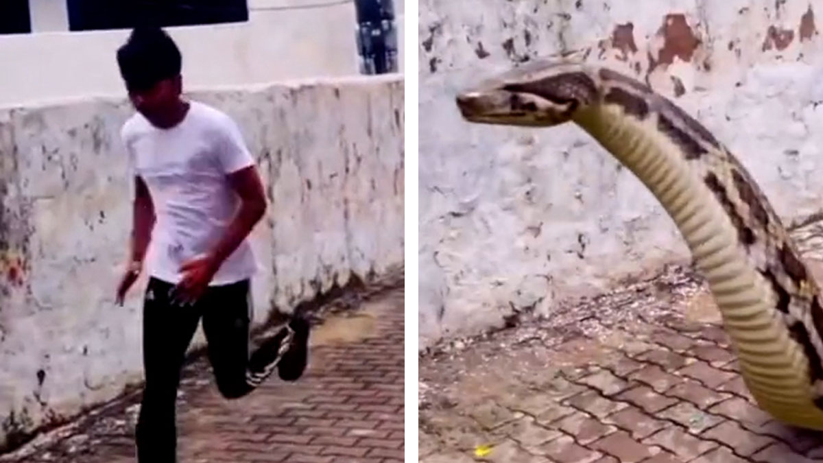 Giant 'Snake Skeleton' found on Google maps: Watch viral video