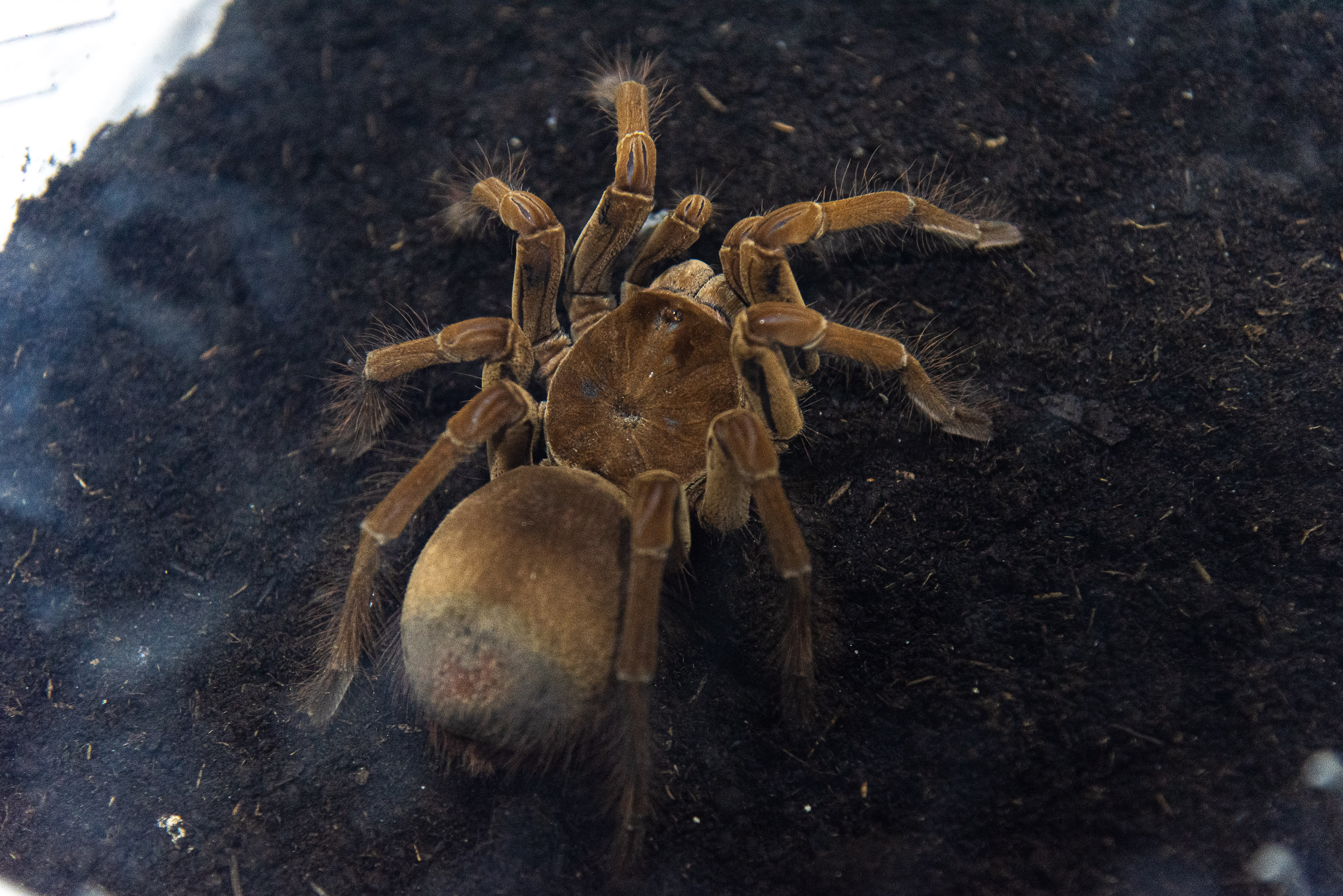 A brown fuzzy spider is shown in a plastic box.